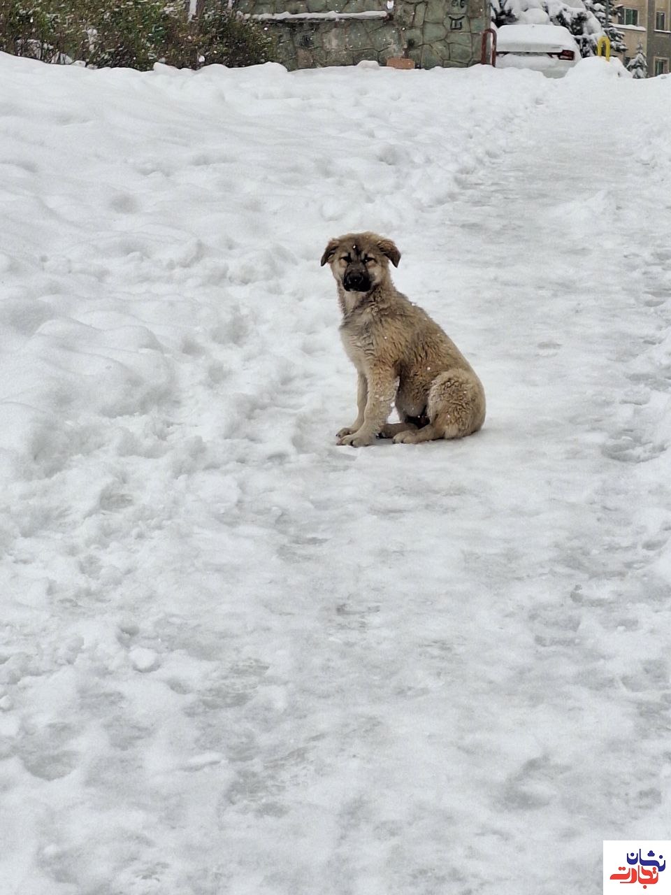 ‌سگها در زمستانی سرد