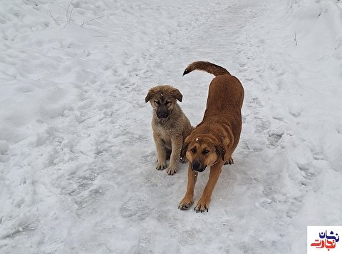 ‌سگ‌ها در زمستانی سرد